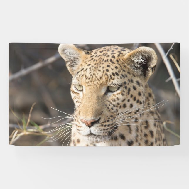 Leopard portrait banner (Horizontal)