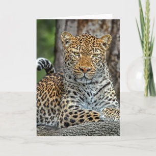 Leopard Portrait Card