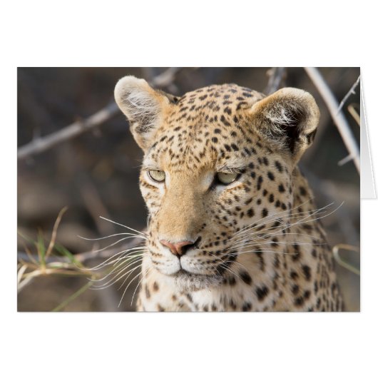 Leopard portrait cards (Front Horizontal)