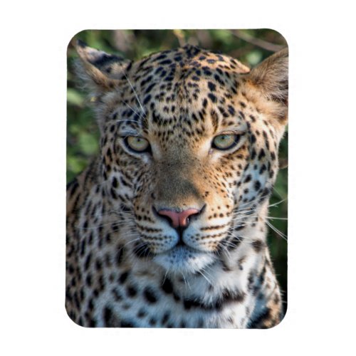 Leopard portrait close up magnet