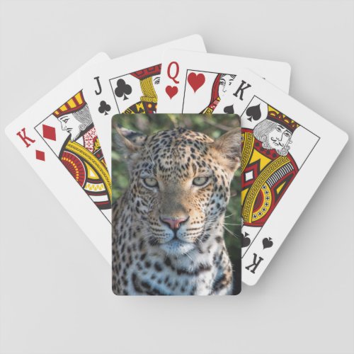 leopard portrait close up poker cards
