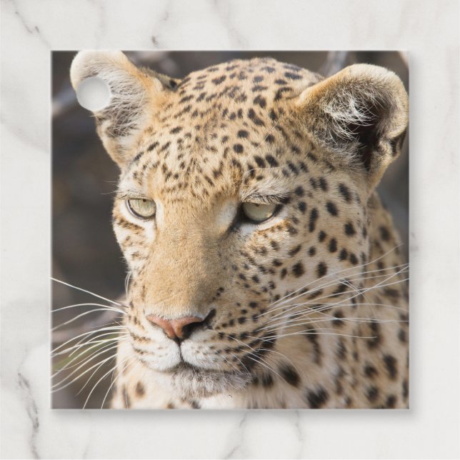 Leopard portrait favor tags (Front)