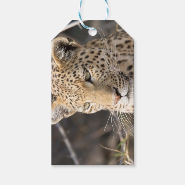 Leopard portrait gift tags (Front)