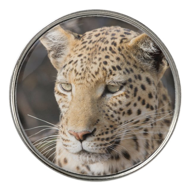 Leopard portrait golf ball marker (Front)