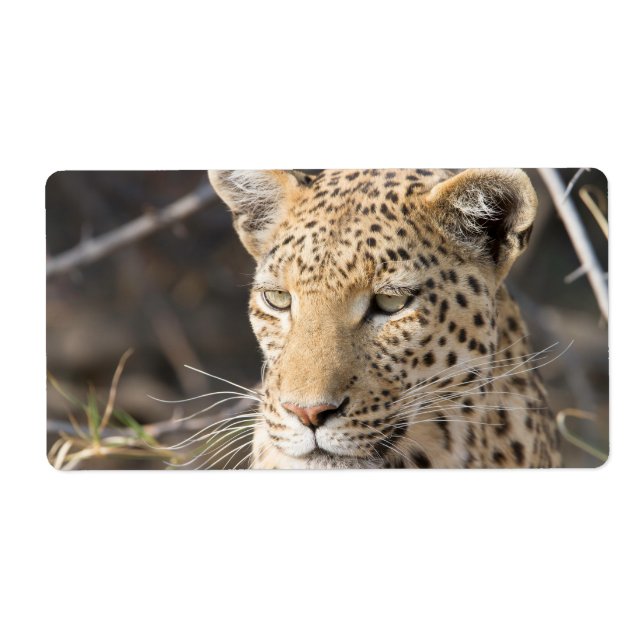 Leopard portrait label (Front)