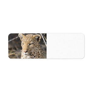 Leopard portrait label