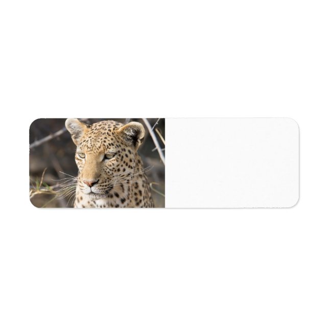 Leopard portrait label (Front)