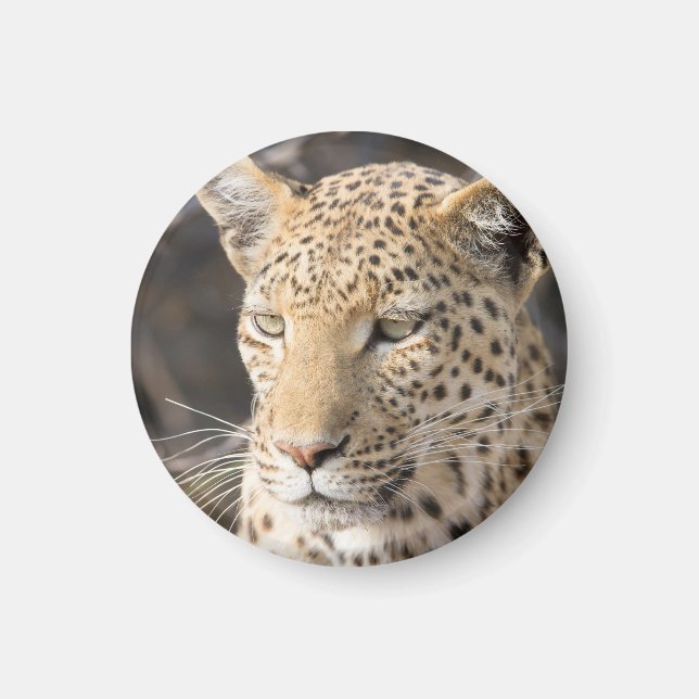 Leopard portrait magnet (Front)