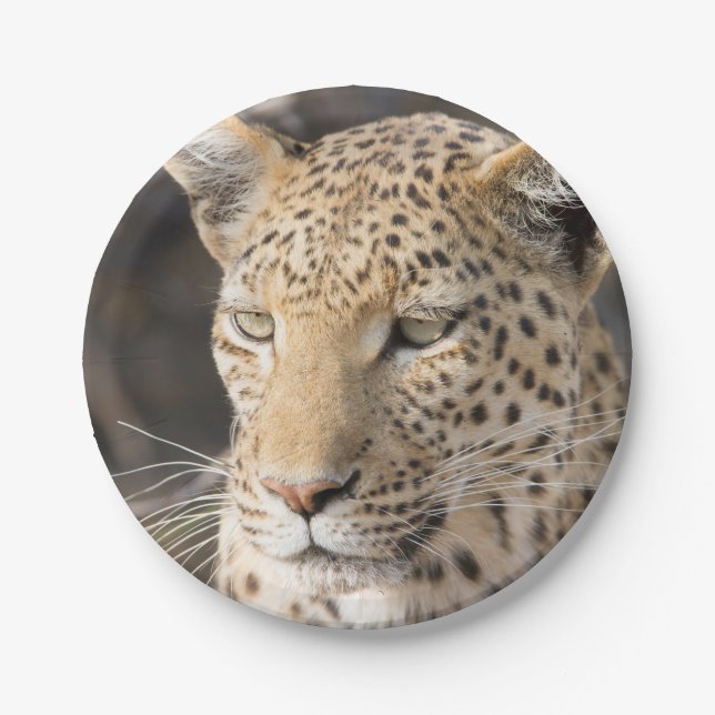 Leopard portrait paper plates (Front)