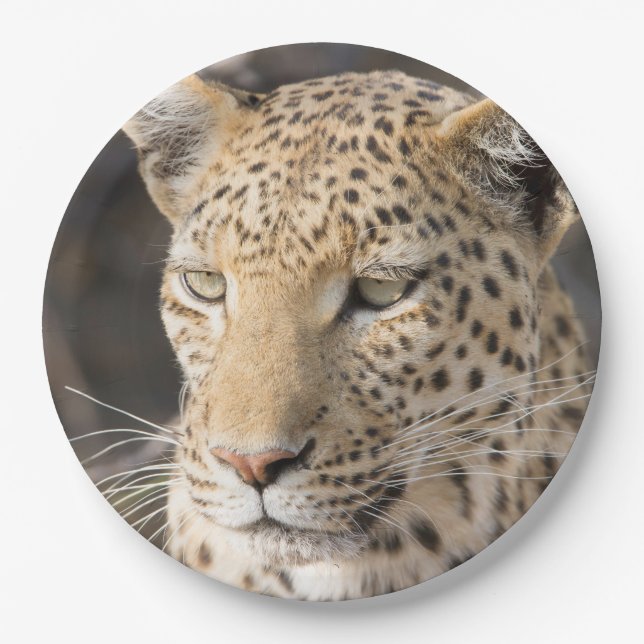 Leopard portrait photo paper plates (Front)