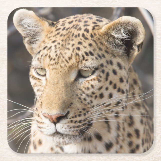 Leopard portrait photo square paper coaster (Front)