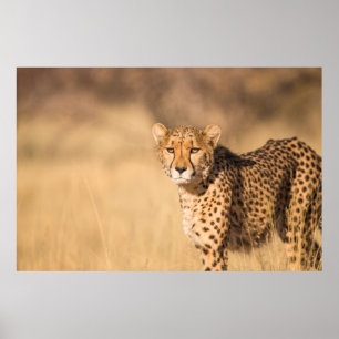 LEOPARD PORTRAIT POSTER