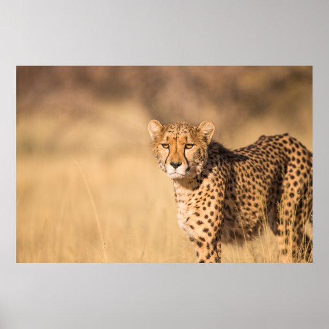 LEOPARD PORTRAIT POSTER (Front)