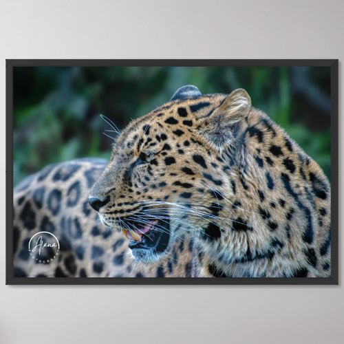 Leopard Portrait Print _ Cleveland OH Zoo