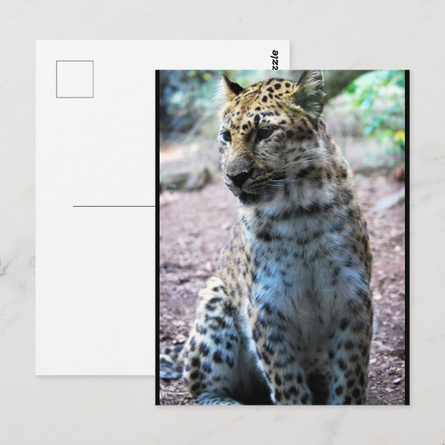 Leopard Pose Postcard (Front/Back)