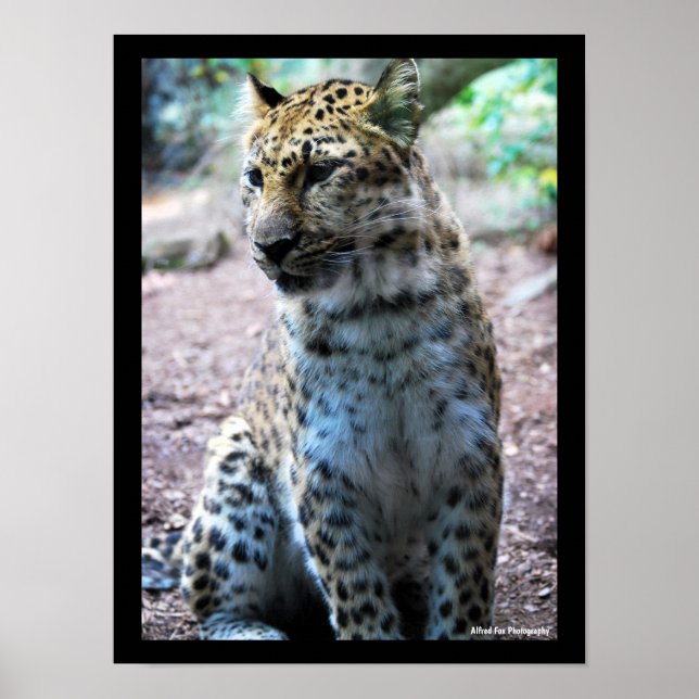 Leopard Pose Poster (Front)