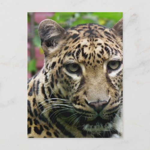 Leopard Postcard