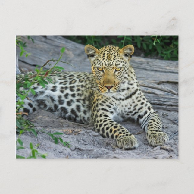 Leopard Postcard (Front)