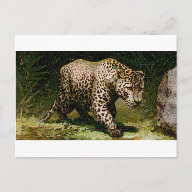 Leopard Postcard (Front)