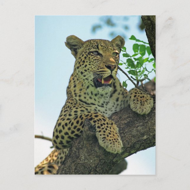 Leopard Postcard (Front)