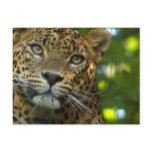 Leopard Postcard