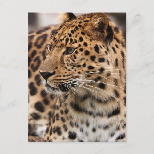 Leopard Postcard