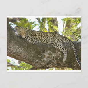 Leopard Postcard