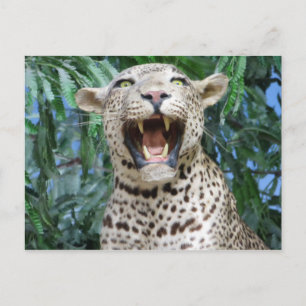 Leopard Postcard