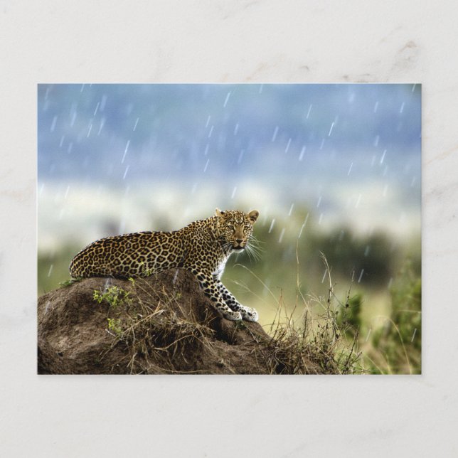 Leopard Postcard (Front)