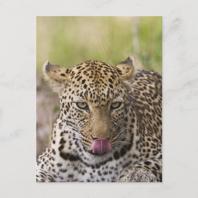 Leopard Postcard (Front)