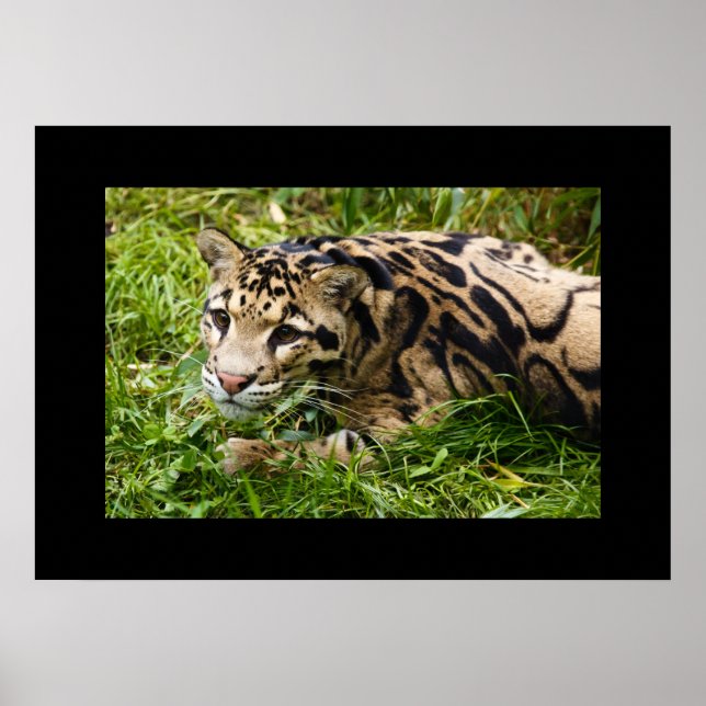 Leopard Poster (Front)