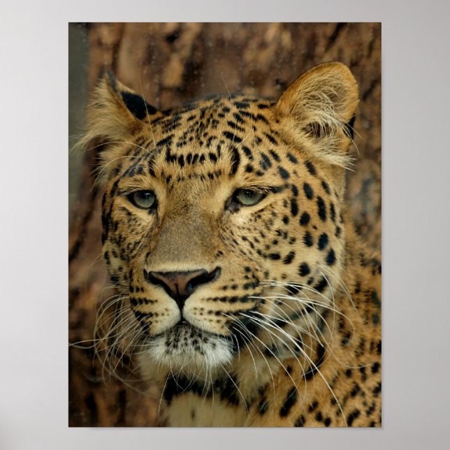 Leopard Poster (Front)