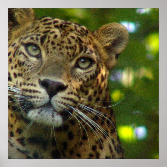 Leopard Poster Print (Front)