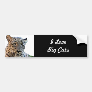 Leopard prints bumper sticker