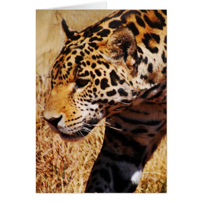 Leopard Prowling Greeting Card