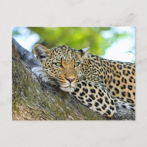 Leopard resting in a tree postcard