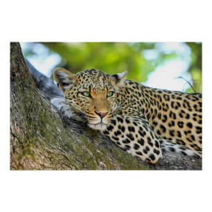 Leopard resting in a tree poster