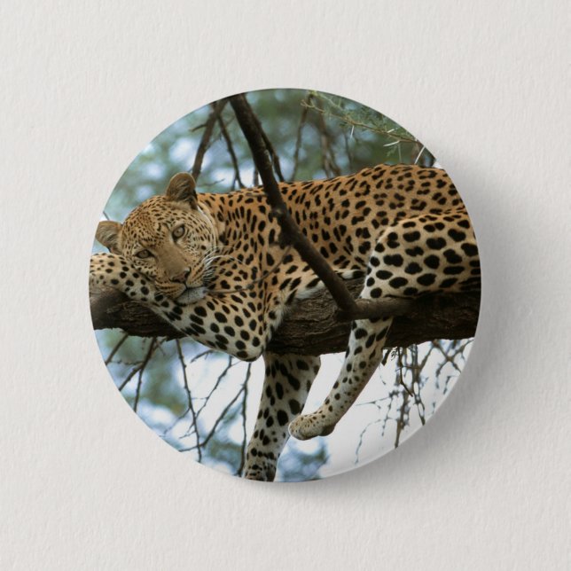 Leopard Resting in Tree Pinback Button (Front)