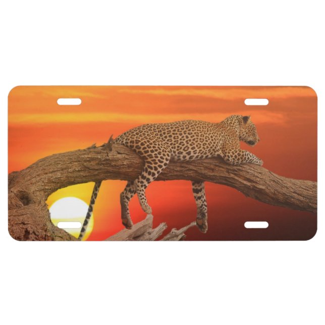 Leopard Resting License Plate (Front)