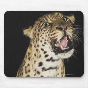 Leopard roaring mouse pad
