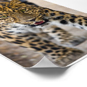 Leopard Running Photograph Poster (Corner)
