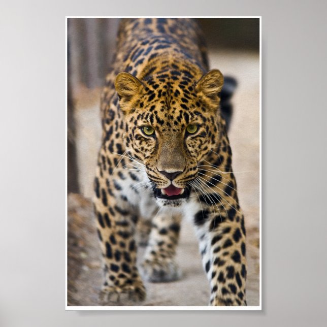 Leopard Running Photograph Poster (Front)
