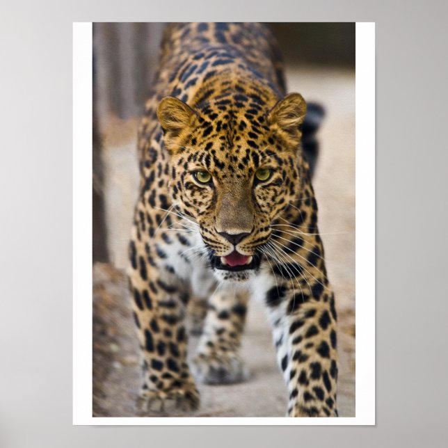 Leopard Running Photograph Poster (Front)