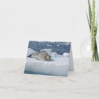 Leopard seal card