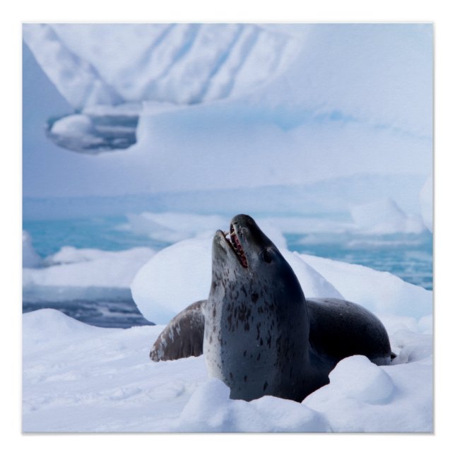 Leopard Seal Poster (Front)