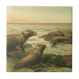 Leopard Seals, Vintage Aquatic Animals Marine Life Ceramic Tile