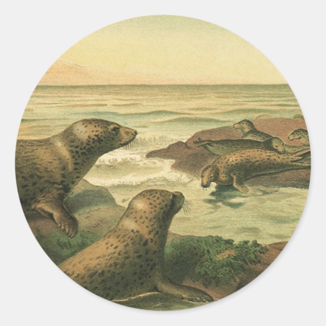 Leopard Seals, Vintage Aquatic Animals Marine Life Classic Round Sticker (Front)