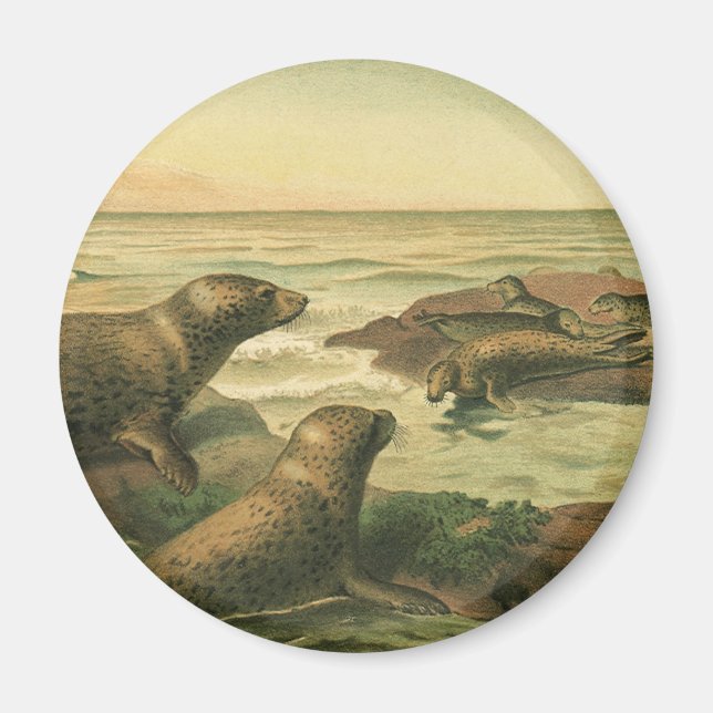 Leopard Seals, Vintage Aquatic Animals Marine Life Magnet (Front)