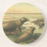 Leopard Seals, Vintage Aquatic Animals Marine Life Sandstone Coaster