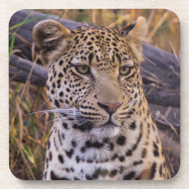 Leopard sitting, Botswana, Africa Drink Coaster (Front)